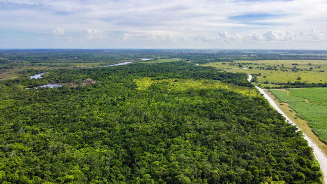 green trees under white clouds during daytime