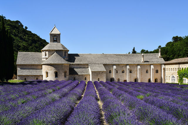 Explore the scenic lavender fields at Sénanque Abbey in Provence, France.