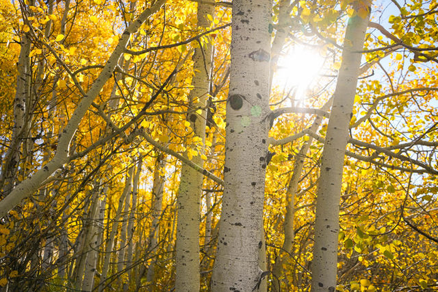 Aspen trees with yellow leaves and the sun shining through the trees.