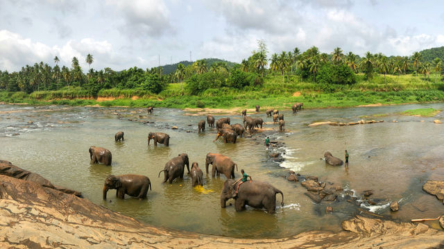 Elephant orphanage