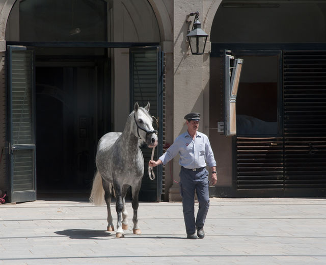 Spanish Riding School stables, Vienna