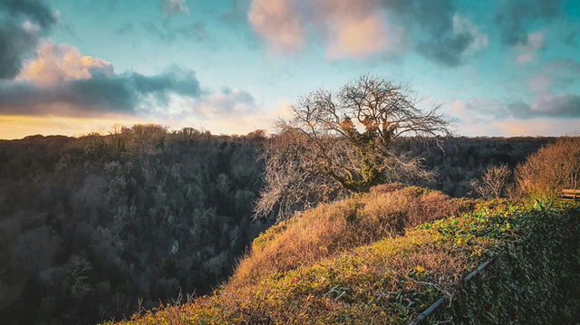 a tree on top of a hill with a sky background
