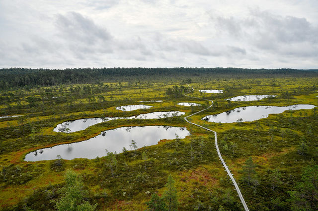 Winding boardwalk through a green bog with reflective water pools