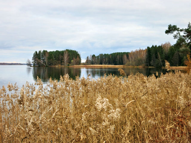 Tranquil lakeside view with golden reeds and forest in Ķegums, Latvia.