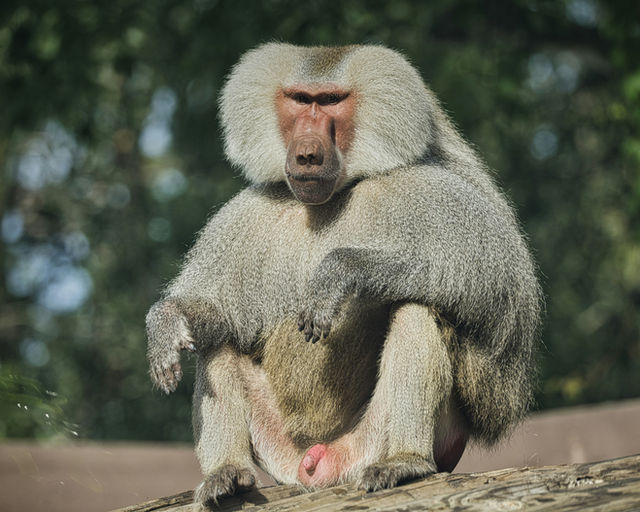 A large baboon with a shaggy mane sits on a branch.