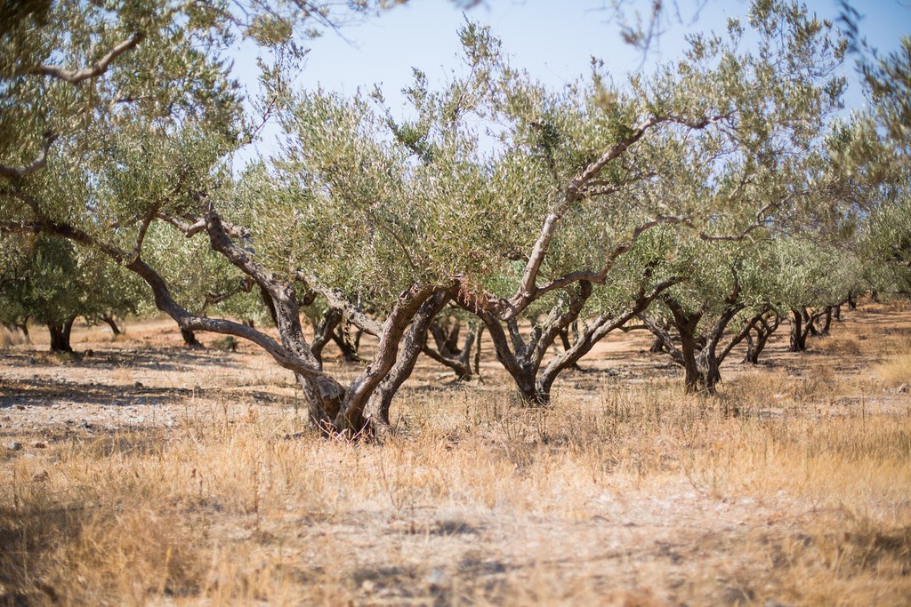 Crete — photo 16