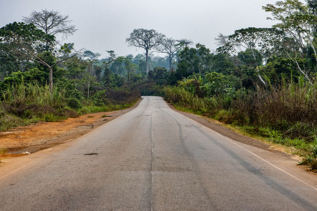 an empty road in the middle of a jungle