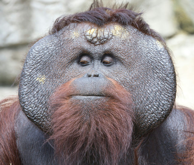 A Bornean Orangutan Chad.