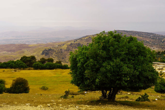 Panoramic landscape of lush green tree and rolling hills in Amman, Jordan.