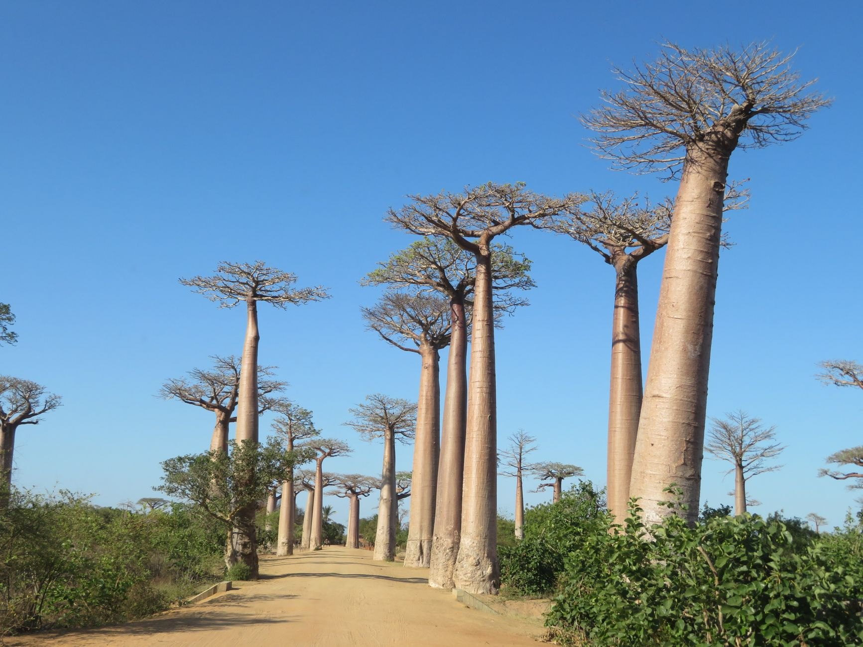 Madagascar — image 3