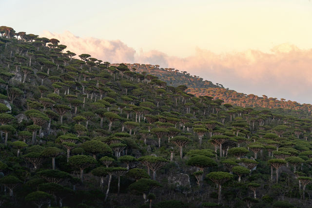 The Dragon Blood Trees can only be found on Socotra island. They form surreal landscapes and make you feel like in the time of dinosaurs.