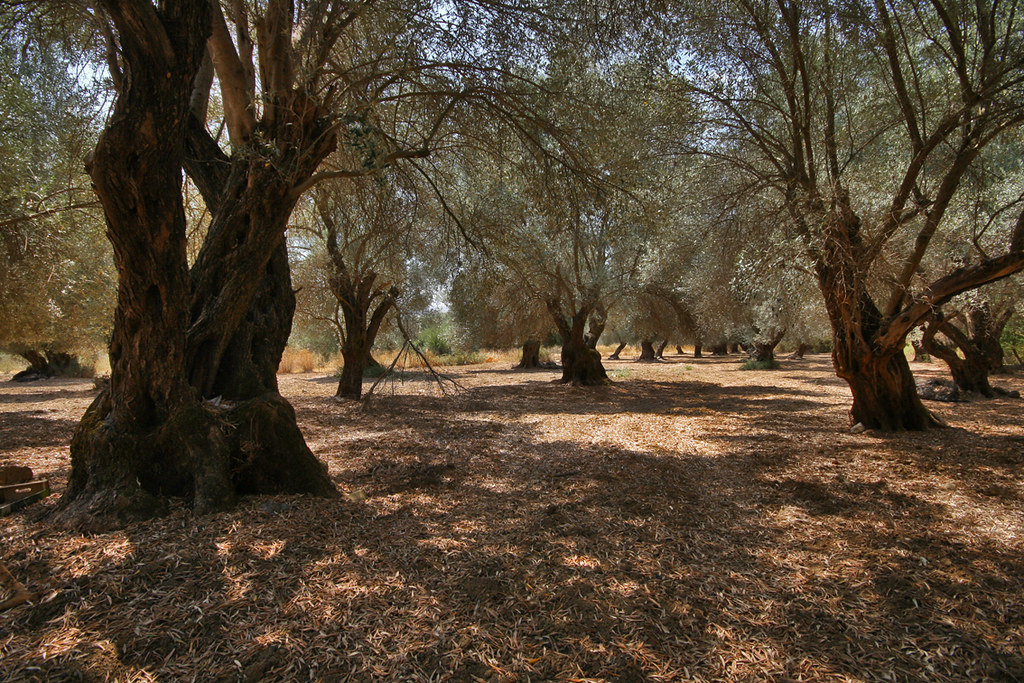 Crete — photo 17