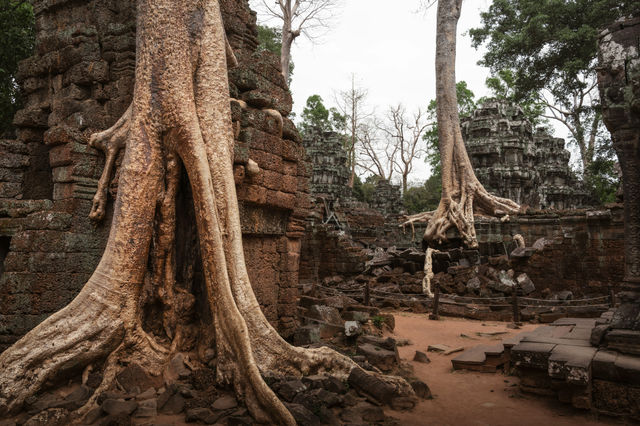 Vast Ruins and Majestic Trees at Angkor Temple Grounds