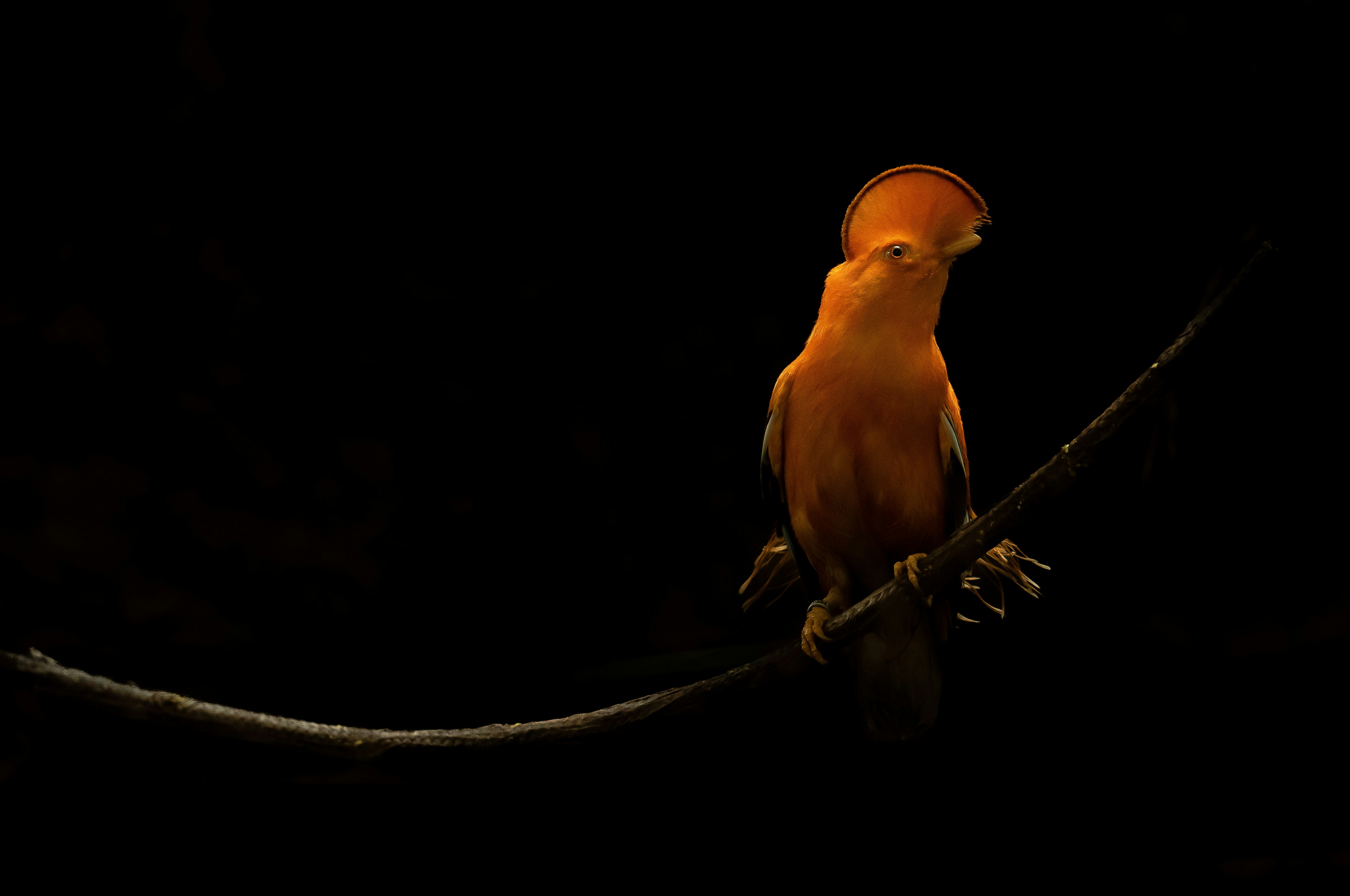 Guyana — image 4