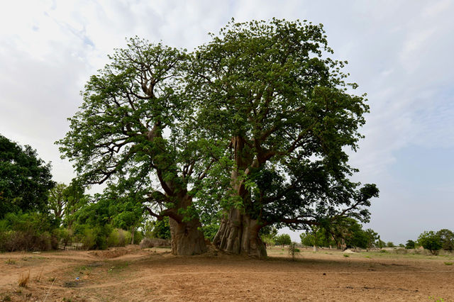 Senegal