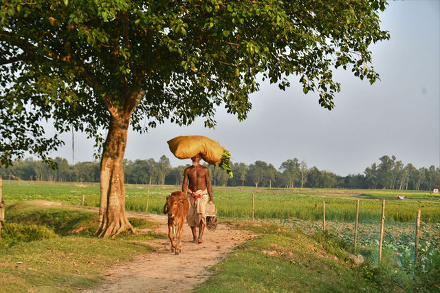 A rural farmer carrying crops walks with a cow along a path under a tree in Rangpur, Bangladesh.