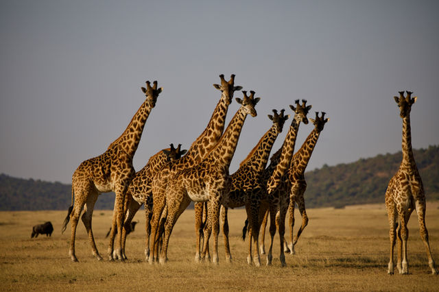 On safari in the Seregeti