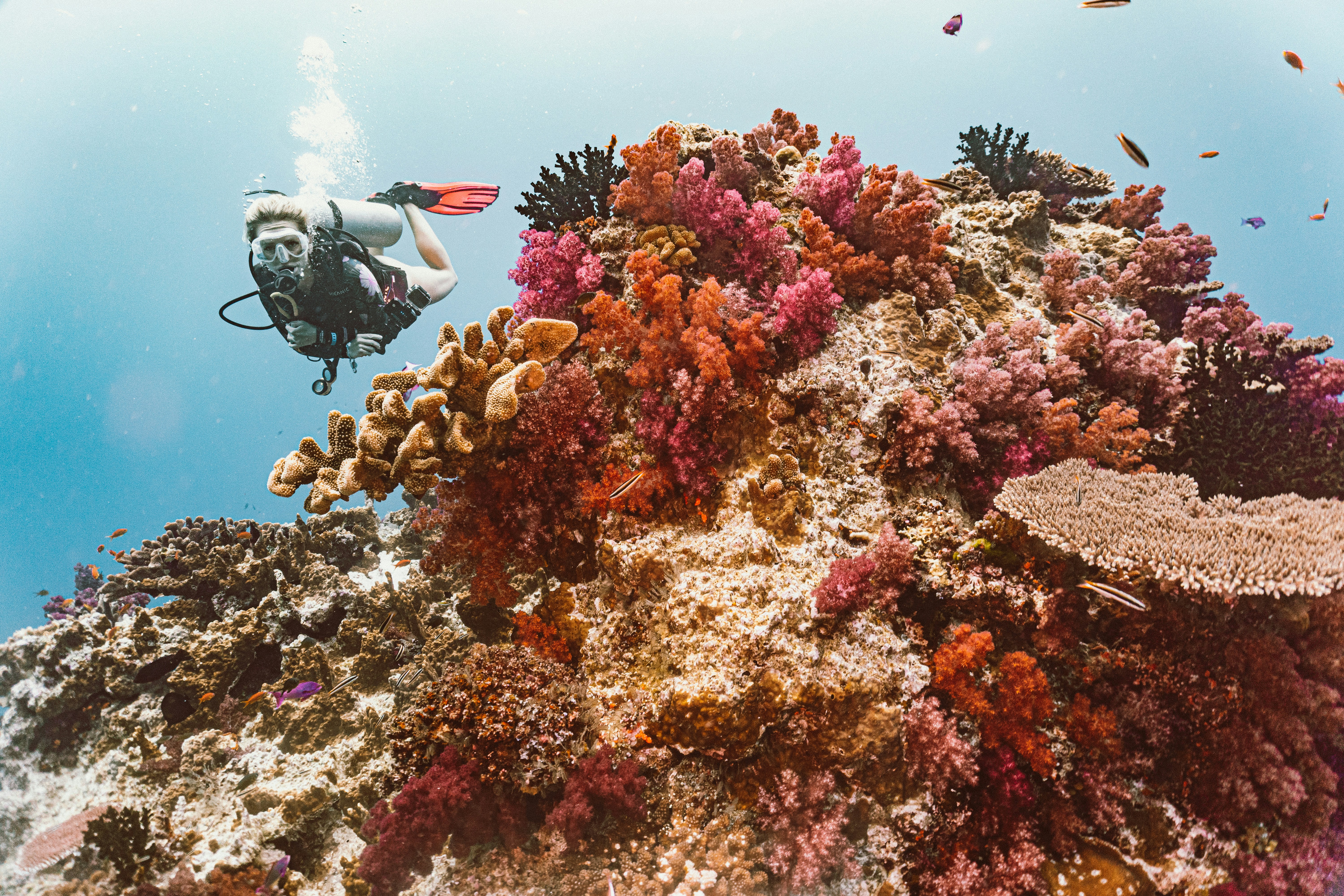 Fiji — image 5