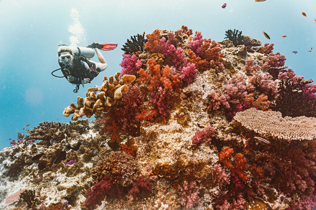 diving rainbow reef fiji in the sumosomo strait. incredible diving and vibrant corals