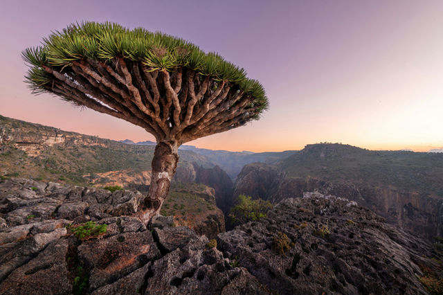 The Dragon Blood tree is native to the Socotra archipelago, part of Yemen, located in the Arabian Sea. It is named after the blood-like color of the red sap that the trees produce.