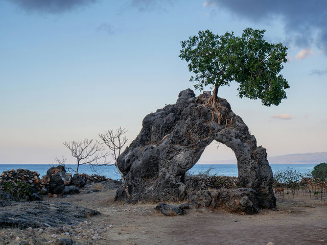 We were exploring the coast of Timor-Leste, looking for a beautiful beach to watch the sunset when we come across this tree sitting atop a funny rock. The place was very peaceful, only a few goats wer