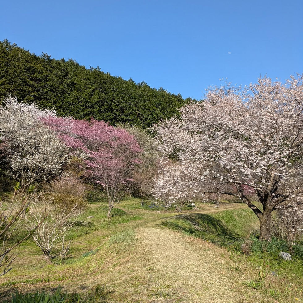 御所市 橋本院さん