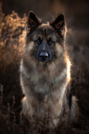 Renate Vos Fotografie_886A9217(2).jpg