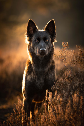 Renate Vos Fotografie_886A3007(2).jpg