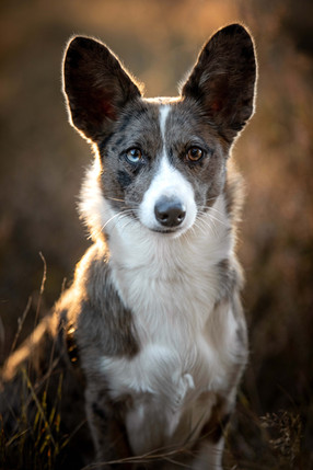 Renate Vos Fotografie_886A1931(2).jpg