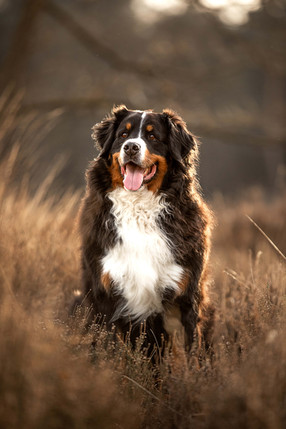 Renate Vos Fotografie_886A1533(2).jpg