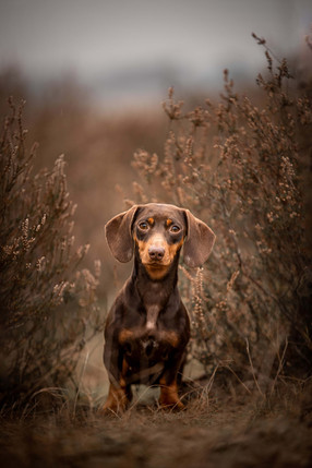 Renate Vos Fotografie_886A6176(2).jpg