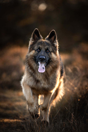 Renate Vos Fotografie_886A9804(2).jpg