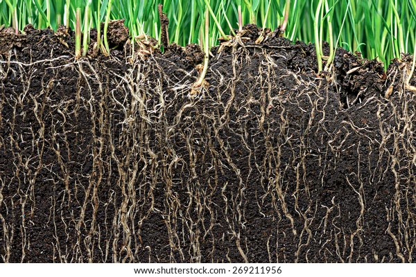 Pull the Weeds out by the Roots