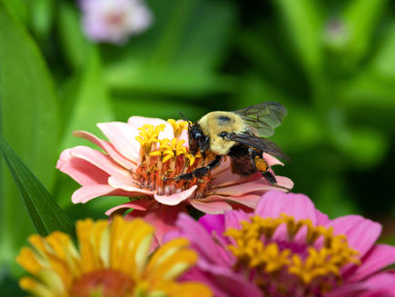 Honeybees & Bumblebees