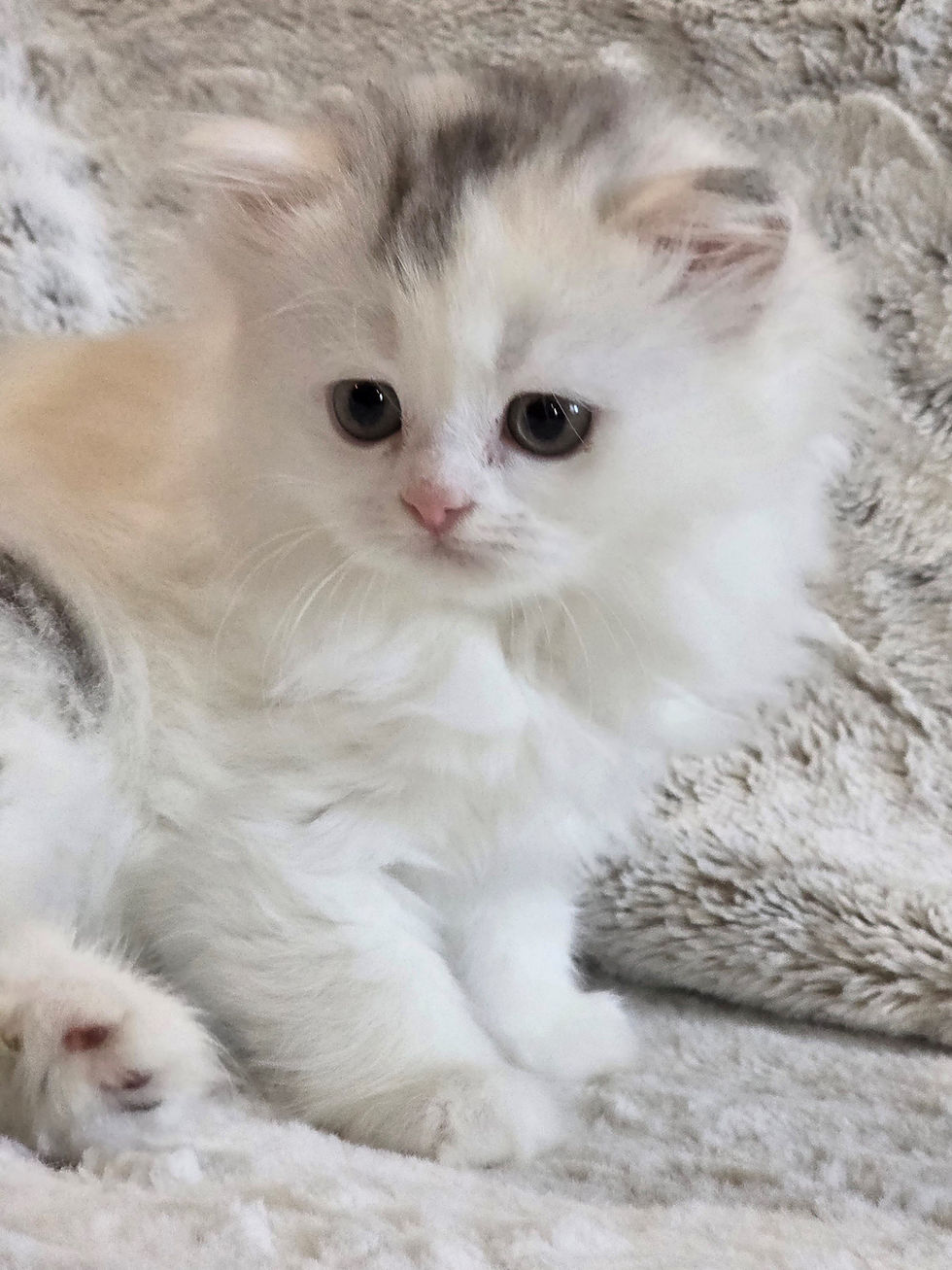 Female Scottish Fold Straight Ear Longhair Calico.jpg
