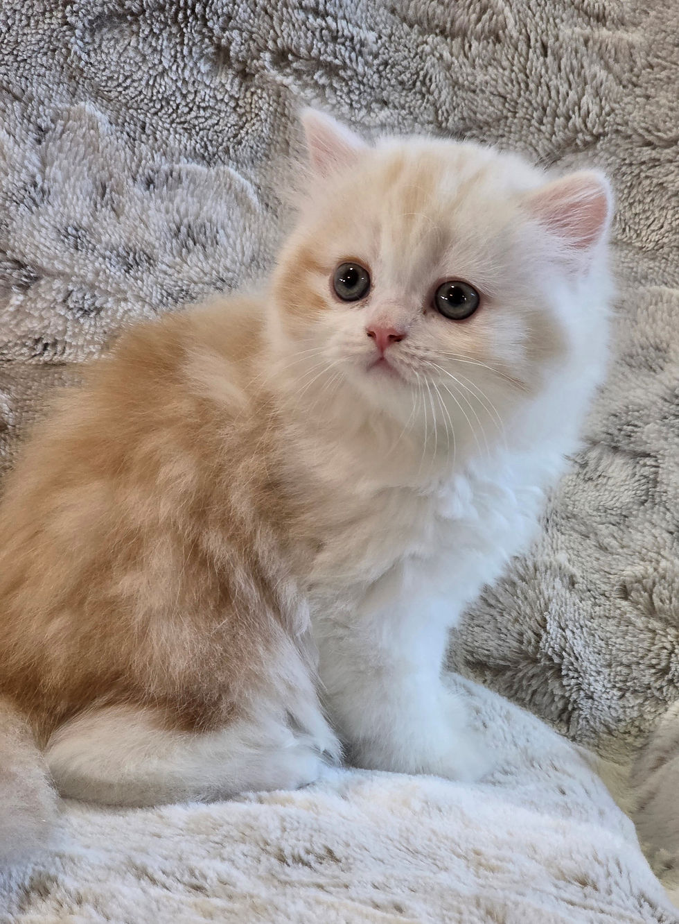 Male Scottish Straight Longhair Red Silver and White.jpg