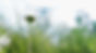 Sweet white daisy_edited.jpg