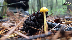 luciernagas_2_montaña_magica_nanacamilpa