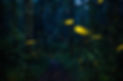 luciernagas-montaña-magica-nanacamilpa_edited.jpg