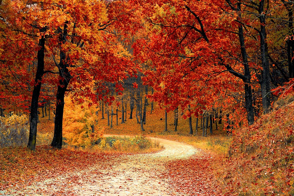 fall-magical
