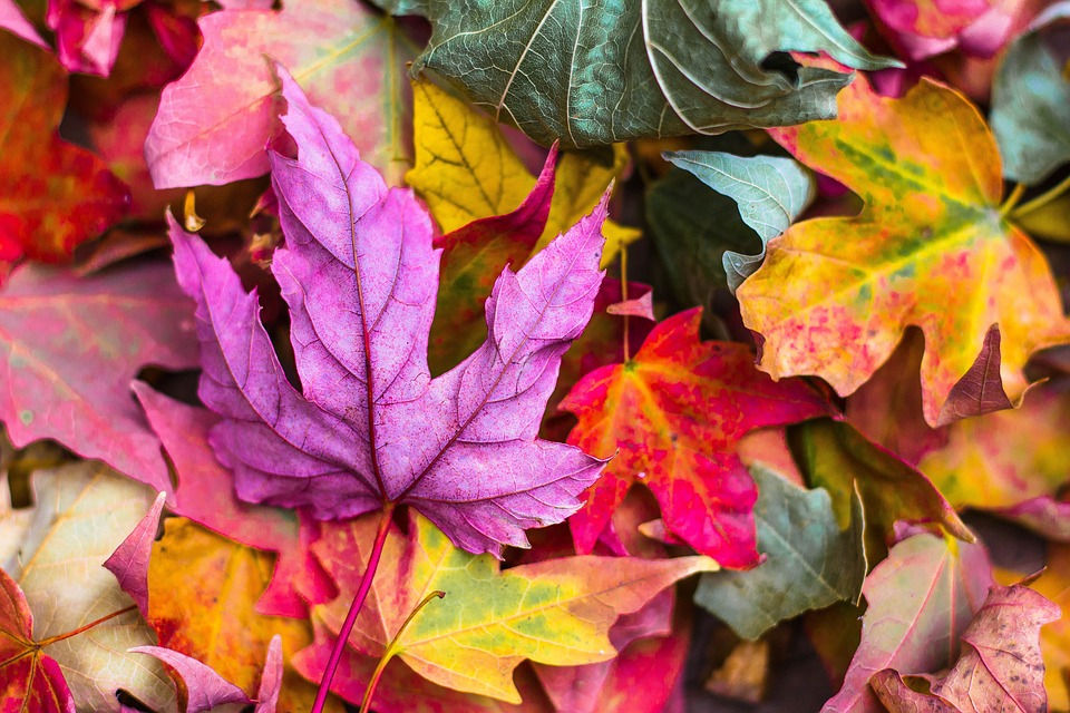 fall foliage