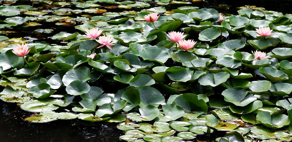waterlily Monet's garden