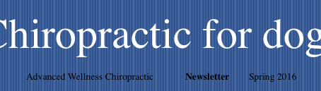 Chiropractic for dogs