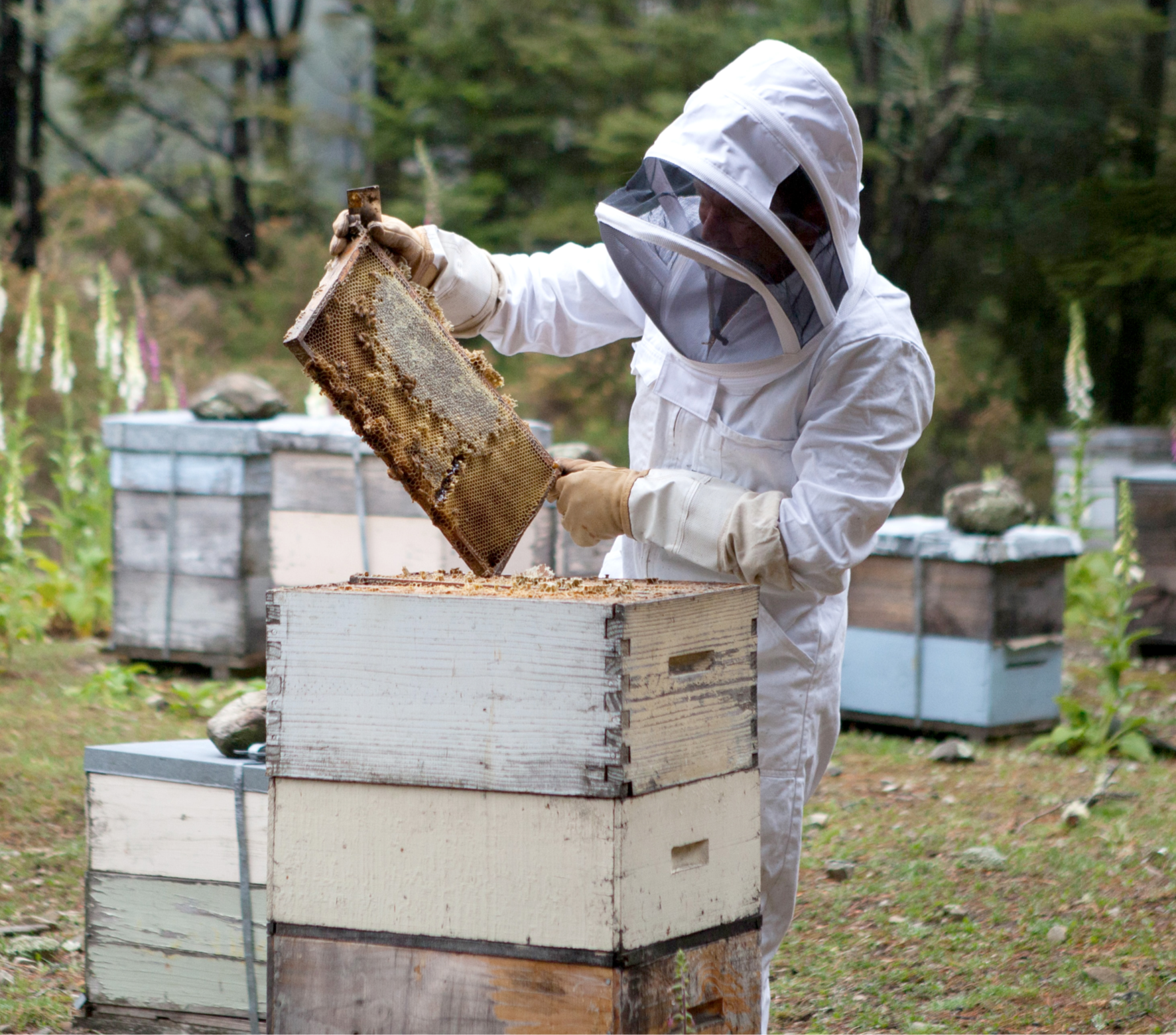 Bee Hive Kit