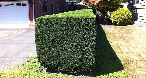 hedge-trimming-after.jpg