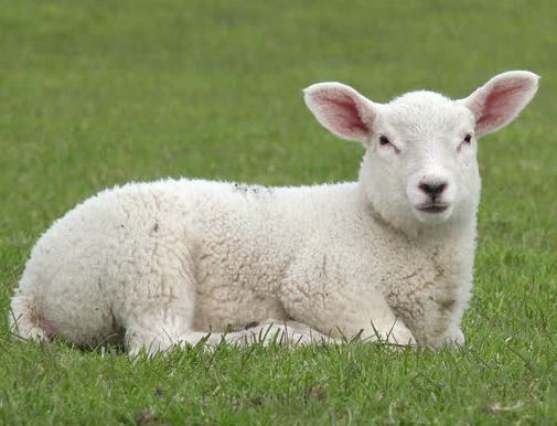 Chag Pesach! - What's the Lamb Thingy?