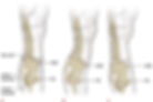 Pelvis.jpg