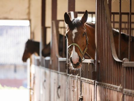 From Stable to Strategy: How to Break into Marketing in the Equestrian Industry