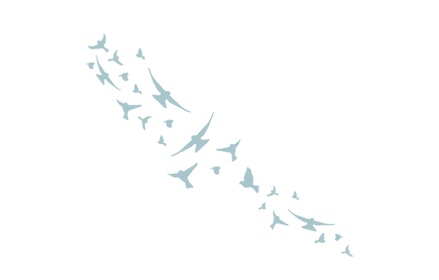 Birds 2019-07.png