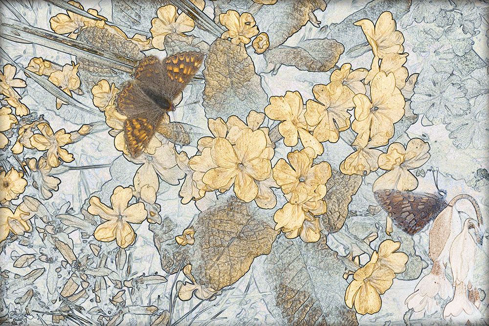 duke on primula-small